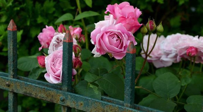 planter une haie de rosiers